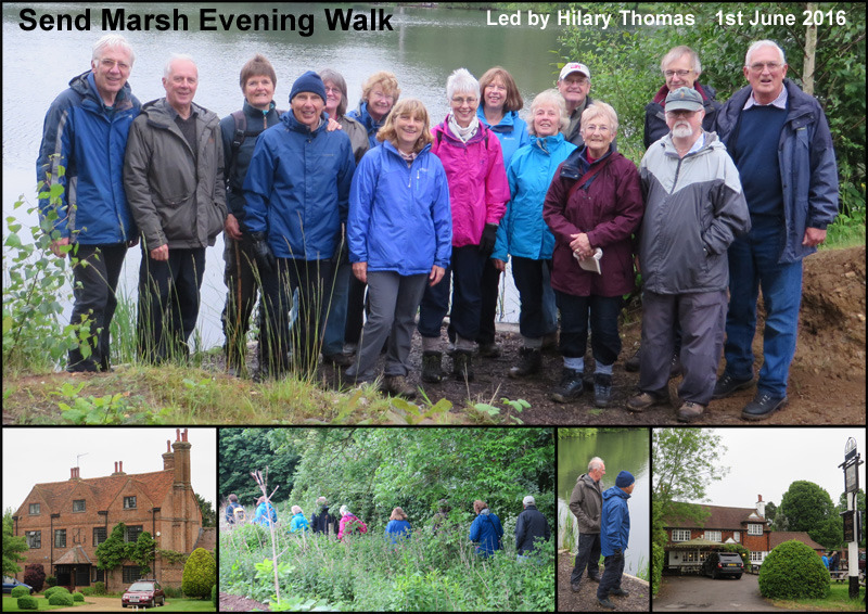Evening Walk - Send Marsh - 1st June 2016